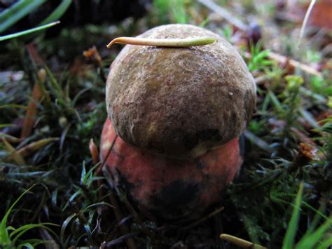 Scarletina Bolete