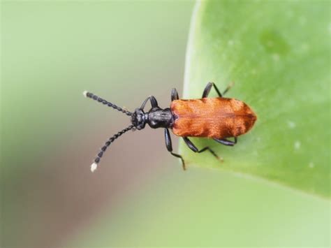 Lemodes Atricollis From Selby VIC 3159 Australia On November 30 2022