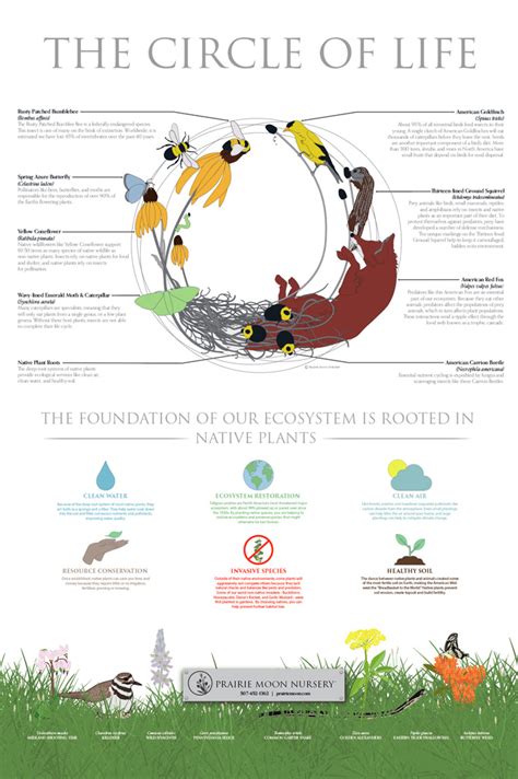 Circle Of Life Diagram