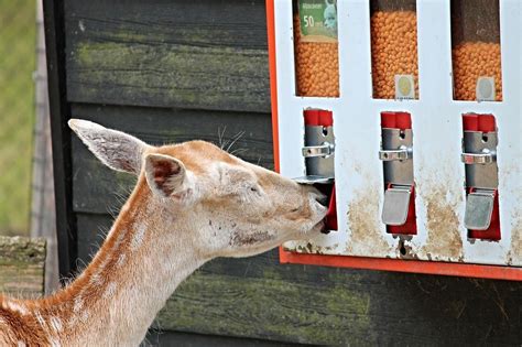 9 Deer Feeder Plans You Can Build Today (with Pictures) | House Grail