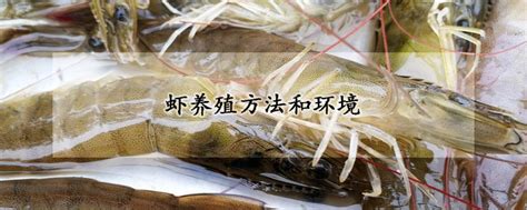 虾养殖方法和环境 发财农业网