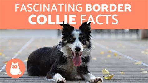 10 Fascinating Facts About the Border Collie - Your Pets Magazine