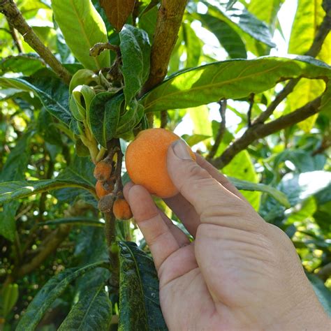 loquat tree buy 5