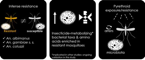 Links Between Microbes And Insecticide Resistance In Mosquito