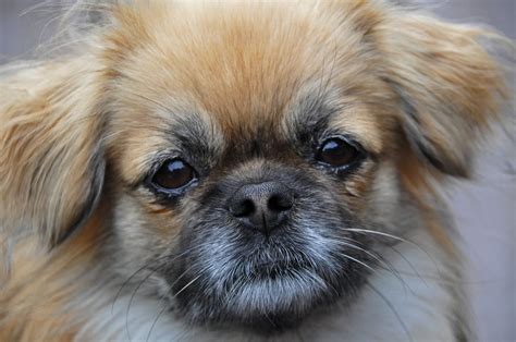 Tibetan Spaniel (character, nutrition, care)