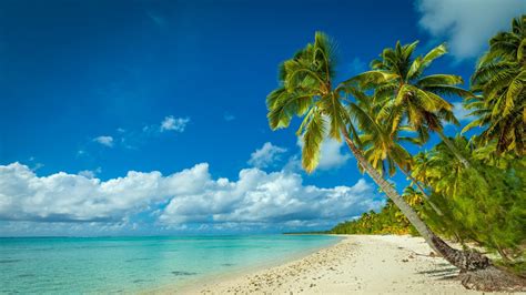 Online Crop Green And Gray Coconut Tree Nature Landscape Beach