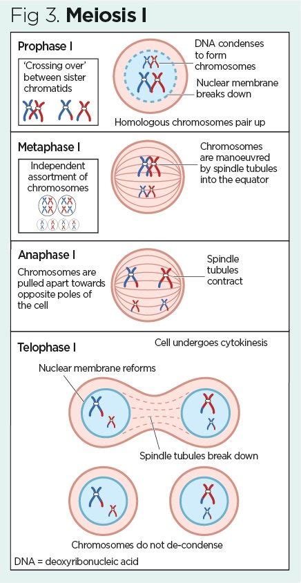 Genetic Makeup Of Daughter Cells In Meiosis - Makeup Vidalondon