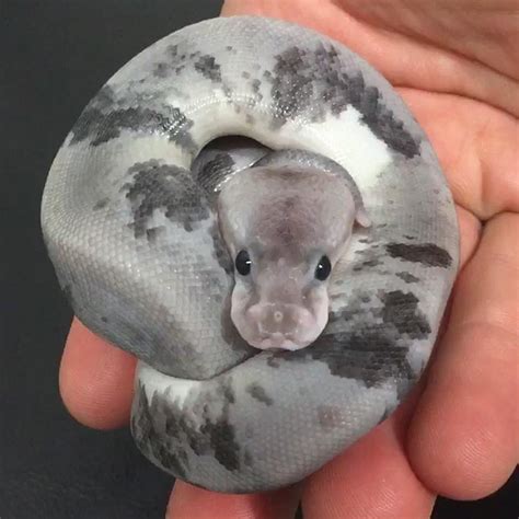 Rare Ball Python Morphs