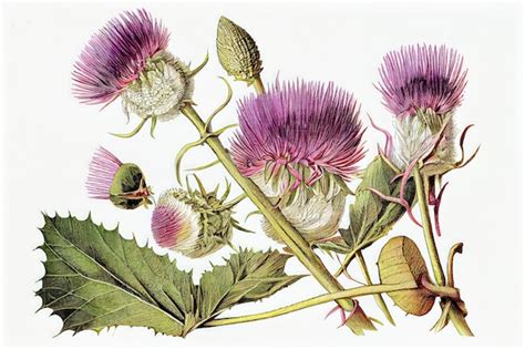 Premium Photo Burdock Flower Botanical Illustration Arctium Lappa