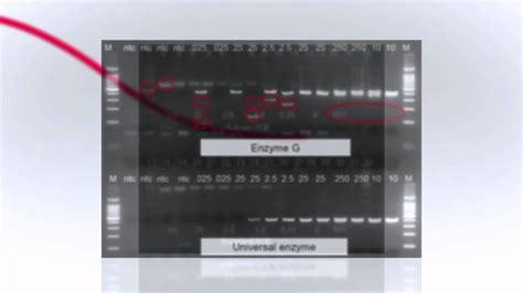 Atcc® Universal Mycoplasma Detection Kit Youtube