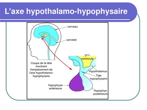 Ppt Physiologie De La Reproduction Chez Lhomme Powerpoint