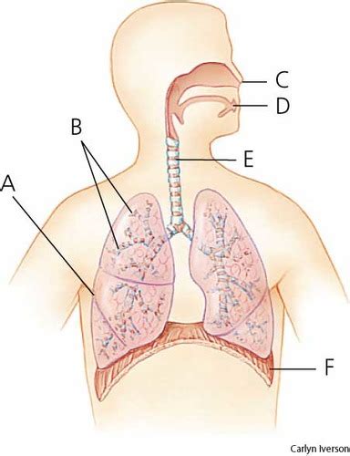 Anatomy Respiratory System Flashcards Quizlet