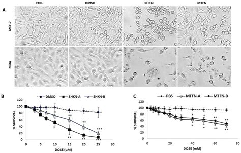 Reduced Survival Of Mcf 7 And Mda Mb 231 Cells Treated With Shikonin Or Download Scientific