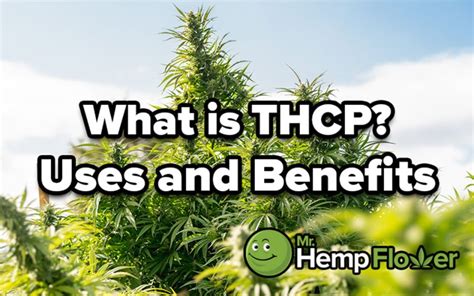 Exploring The Benefits Of THCP What You Need To Know Koortwah