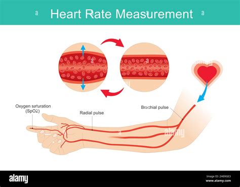 Heart Rate Measured Arm And Arteries Illustration Use For Learning