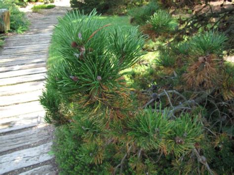 Sosna Wydmowa Odm Latifolia Pinus Contorta Var Sadzonki W Dobrej