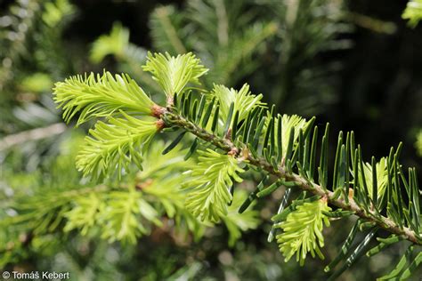 Abies alba jedle bělokorá Pladias Databáze české flóry a vegetace