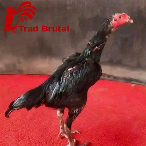 Jual Ayam Bangkok Super Telur Fertil Trad Brutal Pakhoy Asli Koytrad