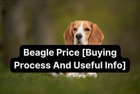 Beagle Price [Buying Process, Inclusions, Exclusions, and Useful Info ...