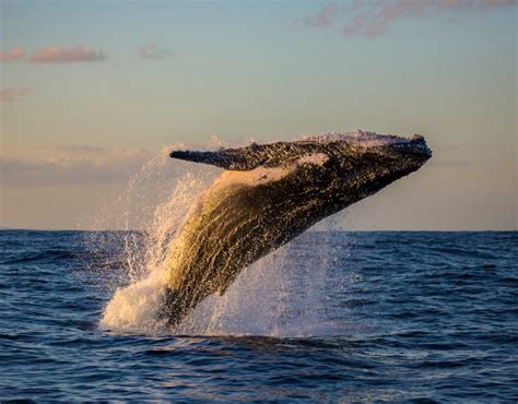 Wins For Marine Mammals Celebrating Years Of The Marine Mammal