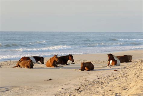 Assateague Island National Seashore Campground, Assateague Island ...