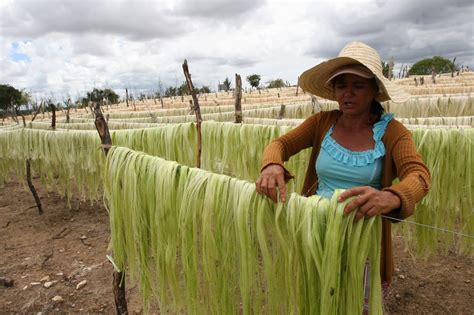 Governo Cria Grupo De Trabalho Para Retomar Produ O De Sisal No Rn