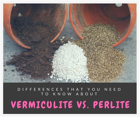 Vermiculite Vs. Perlite: What Are The Differences Between Them?