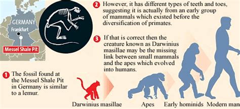 Missing Link Fossil Discovery Ida Darwinius Masillae Earliest Ancestor Found