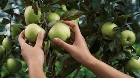 Les Fruits Et L Gumes Du Supermarch Cueillir Sur Le Toit Fruit