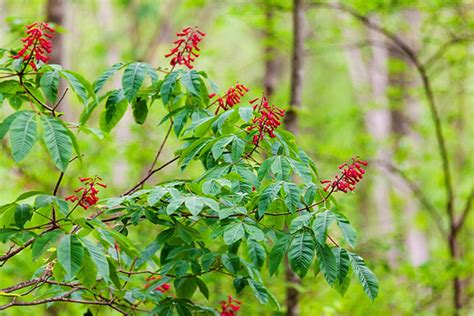 Red Buckeye Is a Fine Small Tree for Gardens - Horticulture