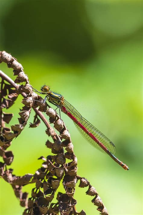 Detail Closeup Of A Large Red Damselfly Pyrrhosoma Nymphula Female