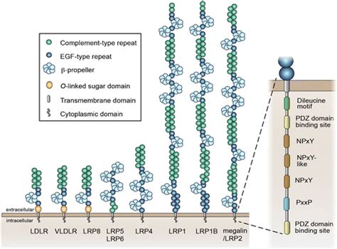 LRP2/megalin is a member of the LDL receptor gene family. The ...