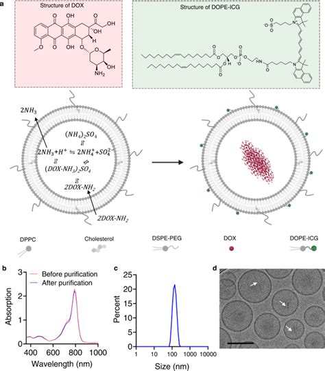 Ultrasound Responsive Low Dose Doxorubicin Liposomes Trigger