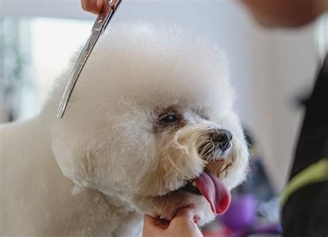 7 Most Important Maltese Grooming Tips