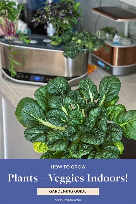 18 Must-Know Aerogarden Tips for Beginners