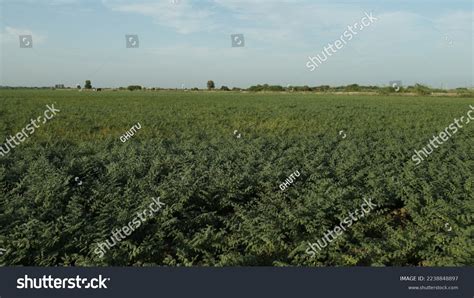 Plants Black Chickpeas Kala Chana Stock Photo 2238848897 Shutterstock