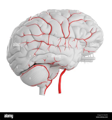 Les Art Res Du Cerveau Humain De L Illustration Photo Stock Alamy