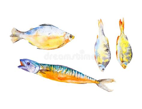 Ajuste Dos Tipos Diferentes De Peixes Ilustra O Da Aquarela Isolada No