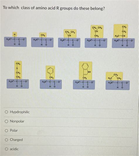 Solved To which class of amino acid R groups do these | Chegg.com