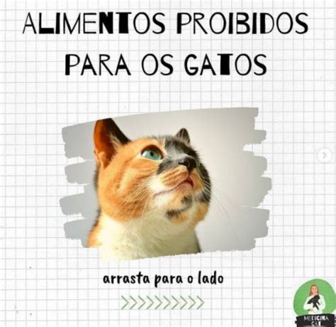 Alimentos proibidos para os gatos Clínica Felina