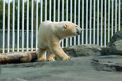 polar bear at the Alaska zoo by BreezBayou on DeviantArt