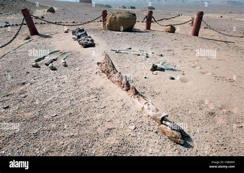 Wadi al hitan fossils hi-res stock photography and images - Alamy