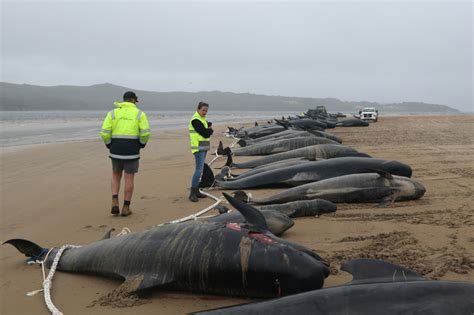 Australian Rescuers Race To Save Stranded Pilot Whales Digital Journal