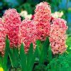 100pcsbag Hyacinthus Orientalis Plant Perennial Rare Hyacinth Potted