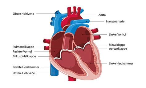 Wunderwerk Herz Aufbau Und Funktion Abbott Newsroom
