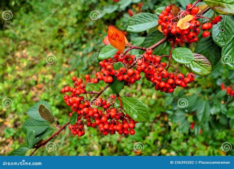 Cotoneaster Lacteus Stock Photo Image Of Autumn Cotoneaster 236395202