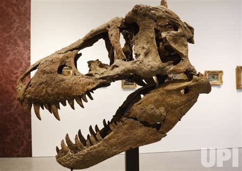 Photo Tyrannosaurus Rex Skull To Be Auctioned At Sotheby S