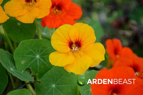 Companion Plants For Nasturtium Best Options To Grow Alongside Nasturtium