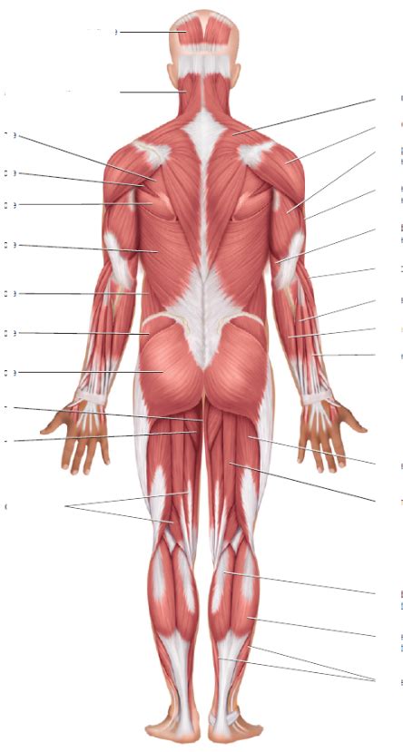 POSTERIOR Axial Muscles Full Body Superficial Vs Deep Diagram Quizlet