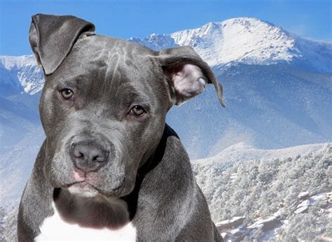 Blue Nose Pitbull: Pictures, Characteristics, Price, Health, Diet